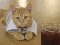 Di 5 Kafe Ini Bisa Makan Enak Sekaligus Main Bareng Kucing