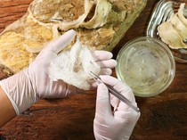 Fantastis! 5 Makanan Ini Harganya Lebih Mahal dari Emas Berlian