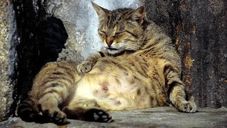 Nggak Nyangka, Ada Kaitan Antara Pelihara Kucing dengan Risiko Skizofrenia