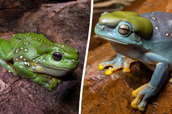 Katak hijau berubah biru