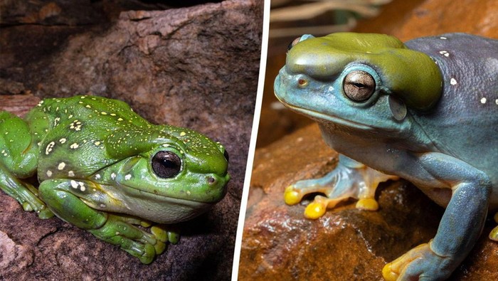 Katak hijau berubah biru