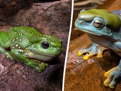 Katak Hijau Berubah Warna Jadi Biru, Ilmuwan Takjub