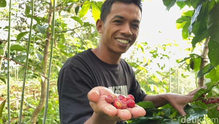 Kisah sukses Windarno mengenalkan Kopi Suroloyo khas Kulon Progo. Foto diunggah Rabu (10/7/2024).