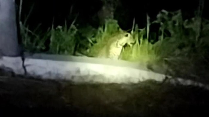 Macan tutul Jawa di Kuningan
