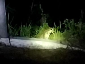 Kala Macan Tutul Jalan-jalan di Permukiman Warga Gunungmanik