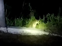 Kala Macan Tutul Jalan-jalan di Permukiman Warga Gunungmanik