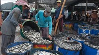 Dalam tiga hari terakhir, kelompok nelayan di daerah tersebut telah memanen sedikitnya 3 ton ikan per hari dari jenis lemuru, slungsung, dan kenyar.