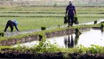 Mengintip Petani Tanam Padi di Kediri