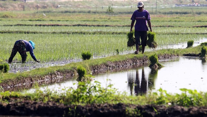 Mengintip Petani Tanam Padi di Kediri Buruh tani menanam padi di area persawahan Desa Jongbiru, Kediri, Jawa Timur, Rabu (10/7/2024). Area persawahan di kawasan tersebut dapat ditanami padi sepanjang tahun atau empat kali dalam setahun karena melimpahnya pasokan air untuk irigasi berasal dari mata air Sumber Dlopo yang tidak pernah kering meskipun musim kemarau. ANTARA FOTO/Prasetia Fauzani/Spt.