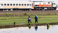 Sawah ini bisa ditanami empat kali dalam setahun karena melimpahnya pasokan air yang berasal dari mata air Sumber Dlopo.  