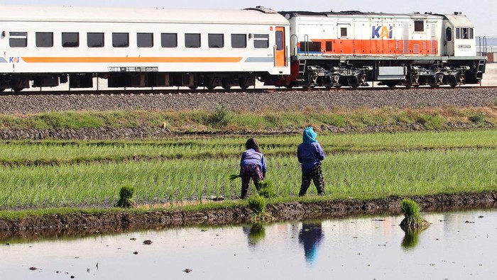 Buruh tani menanam padi di area persawahan Desa Jongbiru, Kediri, Jawa Timur, Rabu (10/7/2024). Area persawahan di kawasan tersebut dapat ditanami padi sepanjang tahun atau empat kali dalam setahun karena melimpahnya pasokan air untuk irigasi berasal dari mata air Sumber Dlopo yang tidak pernah kering meskipun musim kemarau. ANTARA FOTO/Prasetia Fauzani/Spt.