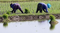Buruh tani menanam padi di area persawahan Desa Jongbiru, Kediri, Jawa Timur, Rabu (10/7/2024).