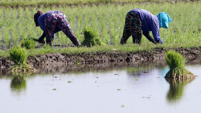 Mengintip Petani Tanam Padi di Kediri Buruh tani menanam padi di area persawahan Desa Jongbiru, Kediri, Jawa Timur, Rabu (10/7/2024). Area persawahan di kawasan tersebut dapat ditanami padi sepanjang tahun atau empat kali dalam setahun karena melimpahnya pasokan air untuk irigasi berasal dari mata air Sumber Dlopo yang tidak pernah kering meskipun musim kemarau. ANTARA FOTO/Prasetia Fauzani/Spt.