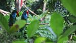 Menyulap Sampah Botol Plastik Jadi Patung Burung