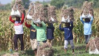 Memasuki panen raya harga jual bawang merah kualitas baik di daerah tersebut mengalami penurunan dari sepekan sebelumnya Rp15 ribu per kilogram menjadi Rp13 ribu per kilogram karena banyaknya pasokan di pasaran. 