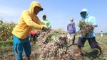 Potret Panen Bawang Merah di Kediri