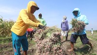 Sejumlah buruh tani memanen bawang merah di area persawahan Desa Paron, Kediri, Jawa Timur, Rabu (10/7/2024).