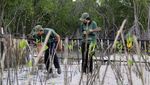 Potret Restorasi Pantai Mangrove di Teluk Pambang
