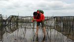 Potret Restorasi Pantai Mangrove di Teluk Pambang