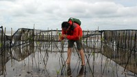 Seorang anggota Yayasan Konservasi Alam Nusantara (YKAN) meneliti pertumbuhan tanaman bakau (Rhizophora racemosa) yang ditanam di Pantai Teluk Pambang Kecamatan Bantan, Bengkalis, Riau, Selasa (9/7/2024).