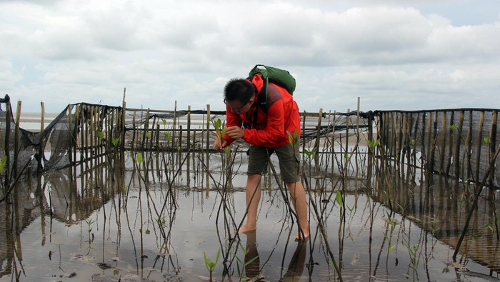 Dua anggota Yayasan Konservasi Alam Nusantara (YKAN) memonitor pertumbuhan bibit bakau yang ditanam dalam rumpun berjarak di Pantai Teluk Pambang Kecamatan Bantan, Bengkalis, Riau, Selasa (9/7/2024). Pantai yang berhadapan langsung dengan Selat Malaka tersebut saat ini mengalami abrasi berat dan sedang menjalani restorasi seluas 11,76 hektar oleh kelompok pengelola mangrove di desa itu dengan pola tanam rumpun berjarak berukuran panjang 6 meter dan lebar 25,5 meter serta dapat menampung 550 bibit bakau. ANTARA FOTO/Aswaddy Hamid/tom.