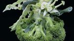 Wow! Ukiran Buah dan Sayur Karya Chef Ini Tampak Keren
