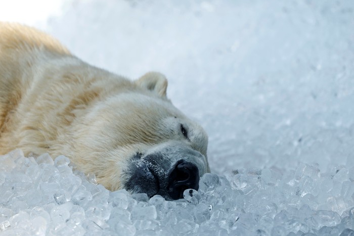 A polar bear rests on ice cubes that were brought to its enclosure during a heatwave at Prague Zoo in Prague, Czech Republic, July 10, 2024.     REUTERS/David W Cerny     TPX IMAGES OF THE DAY