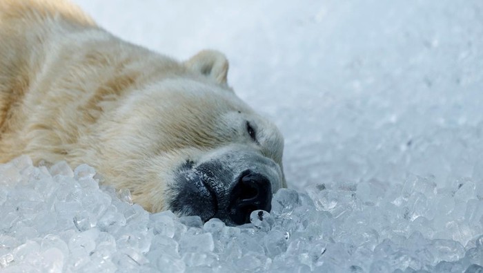 A polar bear rests on ice cubes that were brought to its enclosure during a heatwave at Prague Zoo in Prague, Czech Republic, July 10, 2024.     REUTERS/David W Cerny     TPX IMAGES OF THE DAY
