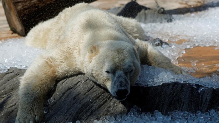 A polar bear rests on ice cubes that were brought to its enclosure during a heatwave at Prague Zoo in Prague, Czech Republic, July 10, 2024.     REUTERS/David W Cerny     TPX IMAGES OF THE DAY