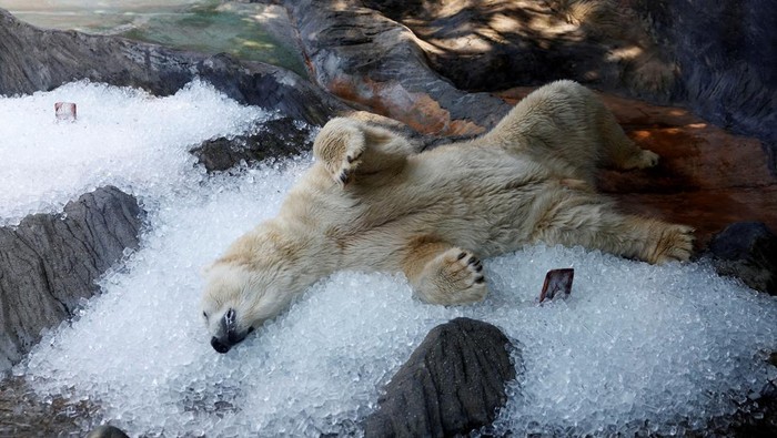 A polar bear rests on ice cubes that were brought to its enclosure during a heatwave at Prague Zoo in Prague, Czech Republic, July 10, 2024.     REUTERS/David W Cerny     TPX IMAGES OF THE DAY