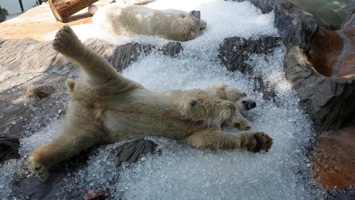 Aksi Gemas Beruang Kutub Rebahan di Es Saat Cuaca Lagi Panas-panasnya A polar bear rests on ice cubes that were brought to its enclosure during a heatwave at Prague Zoo in Prague, Czech Republic, July 10, 2024. REUTERS/David W Cerny TPX IMAGES OF THE DAY