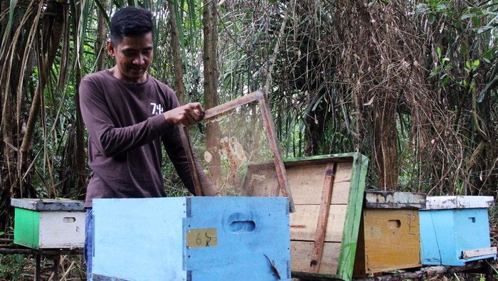 Budi Daya Lebah Madu di Hutan Desa Teluk Pambang Seorang anggota lembaga pengelola hutan desa (LPHD) melihat sarang lebah madu Apis mellifera yang dibudidayakan di hutan Desa Teluk Pambang, Kecamatan Bantan, Bengkalis, Riau, Rabu (10/7/2024). Usaha budidaya lebah madu tersebut dibawah binaan Yayasan Konservasi Alam Nusantara (YKAN) untuk menambah pendapatan anggota kelompok pengelola mangrove dan hasil panennya dapat diambil dua kali dalam sebulan dengan harga jual Rp90.000 per kilo di pasar lokal. ANTARA FOTO/Aswaddy Hamid/Spt.