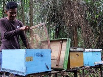 Melihat Budi Daya Lebah Madu di Hutan Bengkalis