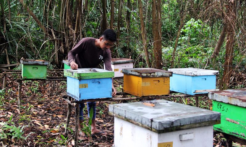 Seorang anggota lembaga pengelola hutan desa (LPHD) melihat sarang lebah madu Apis mellifera yang dibudidayakan di hutan Desa Teluk Pambang, Kecamatan Bantan, Bengkalis, Riau, Rabu (10/7/2024). Usaha budidaya lebah madu tersebut dibawah binaan Yayasan Konservasi Alam Nusantara (YKAN) untuk menambah pendapatan anggota kelompok pengelola mangrove dan hasil panennya dapat diambil dua kali dalam sebulan dengan harga jual Rp90.000 per kilo di pasar lokal. ANTARA FOTO/Aswaddy Hamid/Spt.