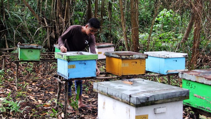 Seorang anggota lembaga pengelola hutan desa (LPHD) melihat sarang lebah madu Apis mellifera yang dibudidayakan di hutan Desa Teluk Pambang, Kecamatan Bantan, Bengkalis, Riau, Rabu (10/7/2024). Usaha budidaya lebah madu tersebut dibawah binaan Yayasan Konservasi Alam Nusantara (YKAN) untuk menambah pendapatan anggota kelompok pengelola mangrove dan hasil panennya dapat diambil dua kali dalam sebulan dengan harga jual Rp90.000 per kilo di pasar lokal. ANTARA FOTO/Aswaddy Hamid/Spt.