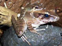 Bisingnya Kongkang Jeram Cari Jodoh, Kalahkan Suara Air Terjun