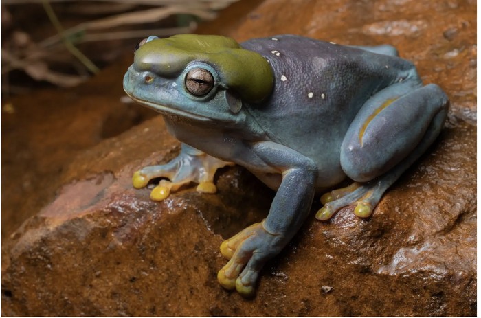 katak hijau berubah jadi biru