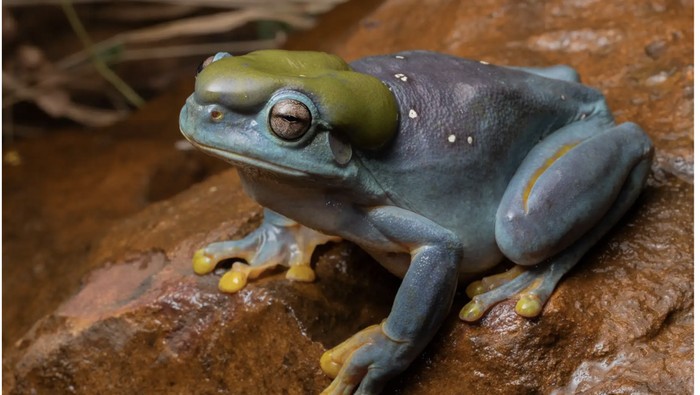 Warna Ini Disebut sebagai yang Terlangka di Alam, Ternyata Bukan Biru!