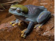 Mengejutkan dan Langka! Peneliti Temukan Katak Berubah Warna Jadi Biru