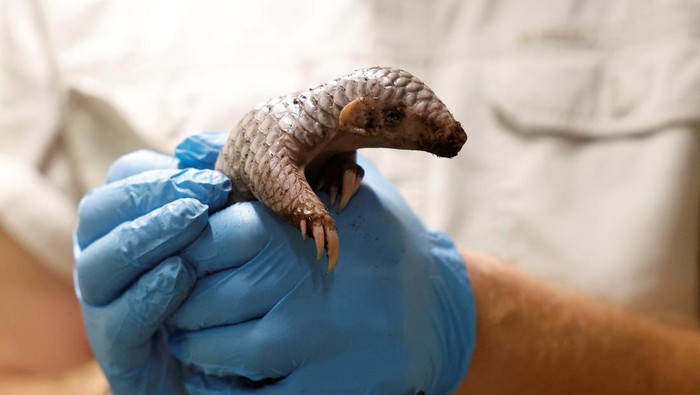 Kebun Binatang Praha Merayakan Kelahiran Trenggiling yang Terancam Punah A zoo keeper weighs a newly born critically endangered Chinese pangolin at Prague Zoo in Prague, Czech Republic, July 10, 2024. REUTERS/David W Cerny
