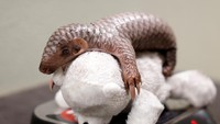 Semua spesies trenggiling berada di bawah ancaman perburuan karena karakteristik sisiknya, untuk digunakan dalam pengobatan tradisional serta alas kaki dan aksesoris, menurut World Wildlife Fund. 