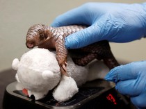 Kebun Binatang Praha Merayakan Kelahiran Trenggiling yang Terancam Punah