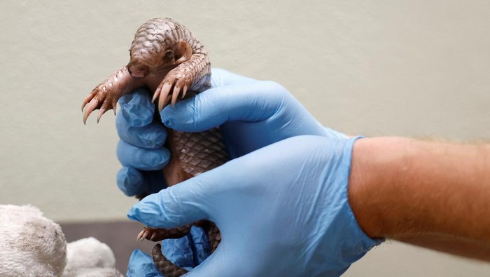 Kebun Binatang Praha Merayakan Kelahiran Trenggiling yang Terancam Punah A zoo keeper weighs a newly born critically endangered Chinese pangolin at Prague Zoo in Prague, Czech Republic, July 10, 2024. REUTERS/David W Cerny