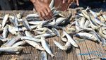 Melihat Proses Penjemuran Ikan Asin di Muara Angke