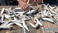 Para pekerja pun terlihat asyik mengolah ikan yang sedang terpapar sinar matahari ini.