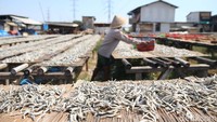 Proses penjemuran ikan asin ini biasanya memakan waktu 7-24 jam.