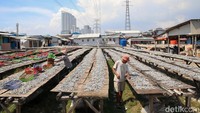 Sejumlah pekerja melakukan penjemuran ikan asin di kawasan Muara Angke, Jakarta Utara, Kamis (11/7/2024).