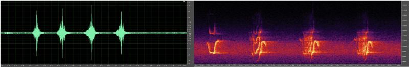 Osilogram dan audiogram 4 pekikan jantan kongkang jeram