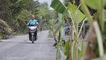 Protes Jalan Rusak, Warga Lumajang Tanam Pohon Pisang-Ban Bekas