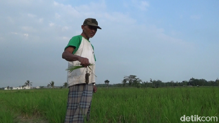 Ratusan hektare sawah di Lumajang mengalami gagal panen akibat serangan hama tikus